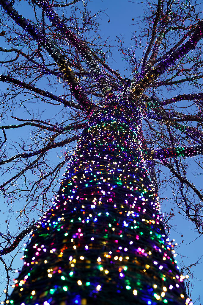 Strings of lights are coiled tightly around the trunk and limbs of the magic tree